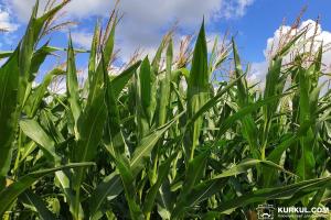 Аргентині прогнозують рекордний урожай пшениці та кукурудзи у 2019/20 МР 