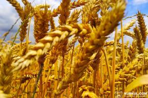 Херсонські хлібороби намолотили 2 млн тонн ранніх зернових