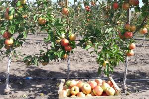 На Миколаївщині вирощують саджанці, які дають 60 т яблук з гектару