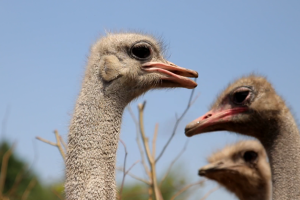 На Прикарпатті учасник АТО заробляє на страусиній фермі 