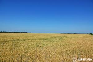 Пшеницю в Центрі України масово вразив фузаріоз
