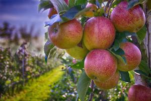Україна забезпечила яблуками 18 країн світу