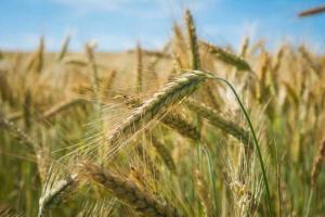 В Україні обмолотили 63% ранніх зернових