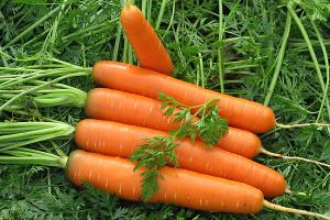 На Вінниччині вирощують органічну моркву з врожайністю 80-100 т/га