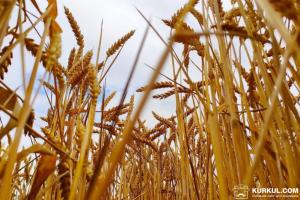 В США зібрали майже 70% врожаю озимої пшениці — USDA