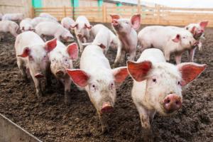 Через АЧС у Польщі знищили більше тисячі свиней