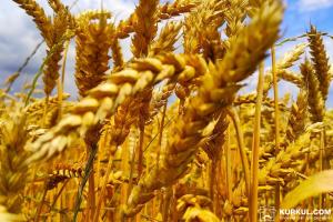 Тернопільщина лідирує за врожайністю пшениці