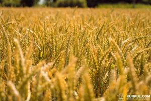 Єврокомісія знизила прогнози виробництва пшениці і ячменю в ЄС