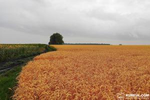 Спека в Європі призведе до зниження врожаю зернових — експерт
