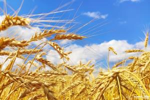 Затвердили природні норми втрат зерна при зберіганні 