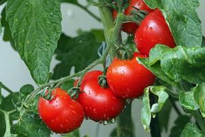 На Миколаївщині фермер вбив підприємця через помідори