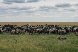 На півдні України вирощують овець старовинної каракулевої породи 