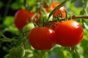 На Луганщині 120 виробників об’єдналися для вирощування натуральних томатів