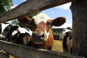 На Хмельниччині відкрили сучасну молочну ферму