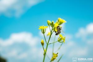 Українські бджолярі втратили 120 млн грн прибутку через загибель бджіл