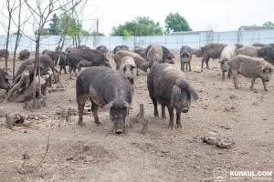 На Черкащині виявили два незаконних скотомогильника