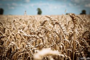 У 2030 році Україна стане світовим постачальником зернових та олійних — АгроСтратегія