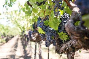 Вінниччина стає перспективною областю для вирощування винограду
