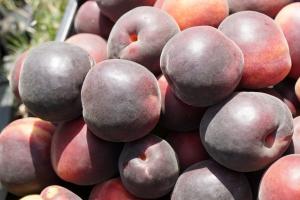 На Миколаївщині вирощують незвичні чорні абрикоси
