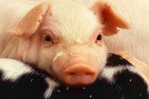 Через АЧС у Болгарії масово знищать свиней у домогосподарствах