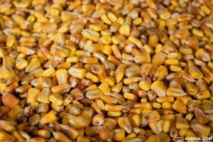 Ціна кукурудзи на чиказькій біржі впала найнижче за останні 3 роки