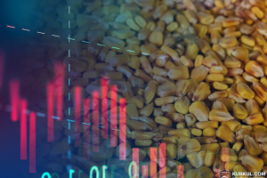 Ціна кукурудзи на зовнішніх ринках продовжить падіння — думка