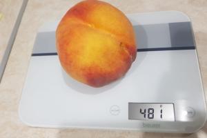 На Запоріжжі фермер виростив півкілограмовий персик