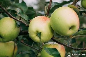 Садівникам варто інвестувати в яблучний бізнес — Ярмак
