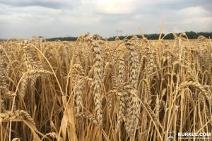Площі під озимою пшеницею скоротять на 5% 