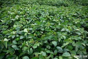 Стан посівів сої у США погіршився — USDA