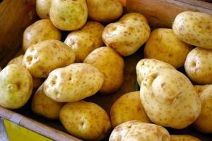 В Україні почала знижуватись ціна картоплі