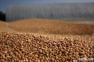 Поляки шукають в Україні постачальників органічного зерна