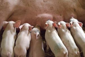 В Україні скоротилось виробництво свинини