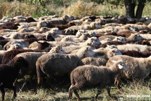 На Херсонщині планують відродити вівчарство