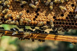 На Харківщині вдвічі скоротилось виробництво меду