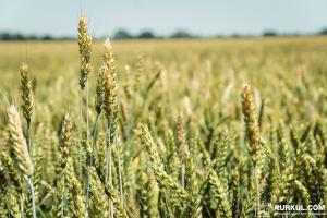 На Закарпатті скоротились площі посівів ярих зернових