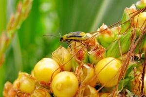 Карантин по західному кукурудзяному жуку запровадили у 5 областях