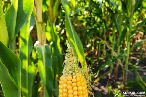На Чернігівщині прогнозують рекордні втрати врожаю кукурудзи