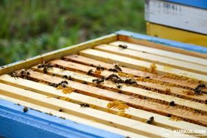 У Польщі дотації на бджолосім’ю перевищують €1 тисячу