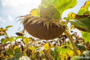 В Україні прогнозують збільшення врожайності соняшнику