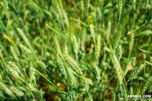 Вчені навчились передчасно ідентифікувати хвороби пшениці