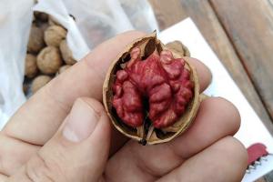На Кіровоградщині вирощують незвичайні горіхи з червоним ядром
