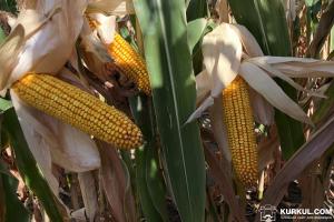 Збір кукурудзи розпочали 15 областей України