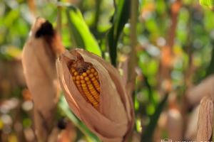 Дозрівання кукурудзи в США затримується — USDA