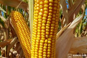 Новий рекорд врожайності кукурудзи очікує сумське господарство
