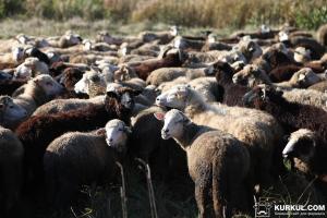 Жителі Херсонщини скаржаться на вівцеферму посеред села