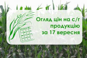 В Україні подешевшала кукурудза — огляд цін на с/г продукцію за 17 вересня