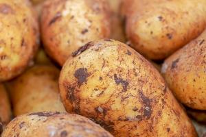 Протягом серпня Україна імпортувала річний обсяг картоплі