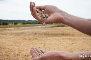 Українським фермерам продемонструють переваги гібридного жита