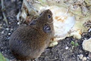 На полях України зафіксували різке зростання популяції мишей